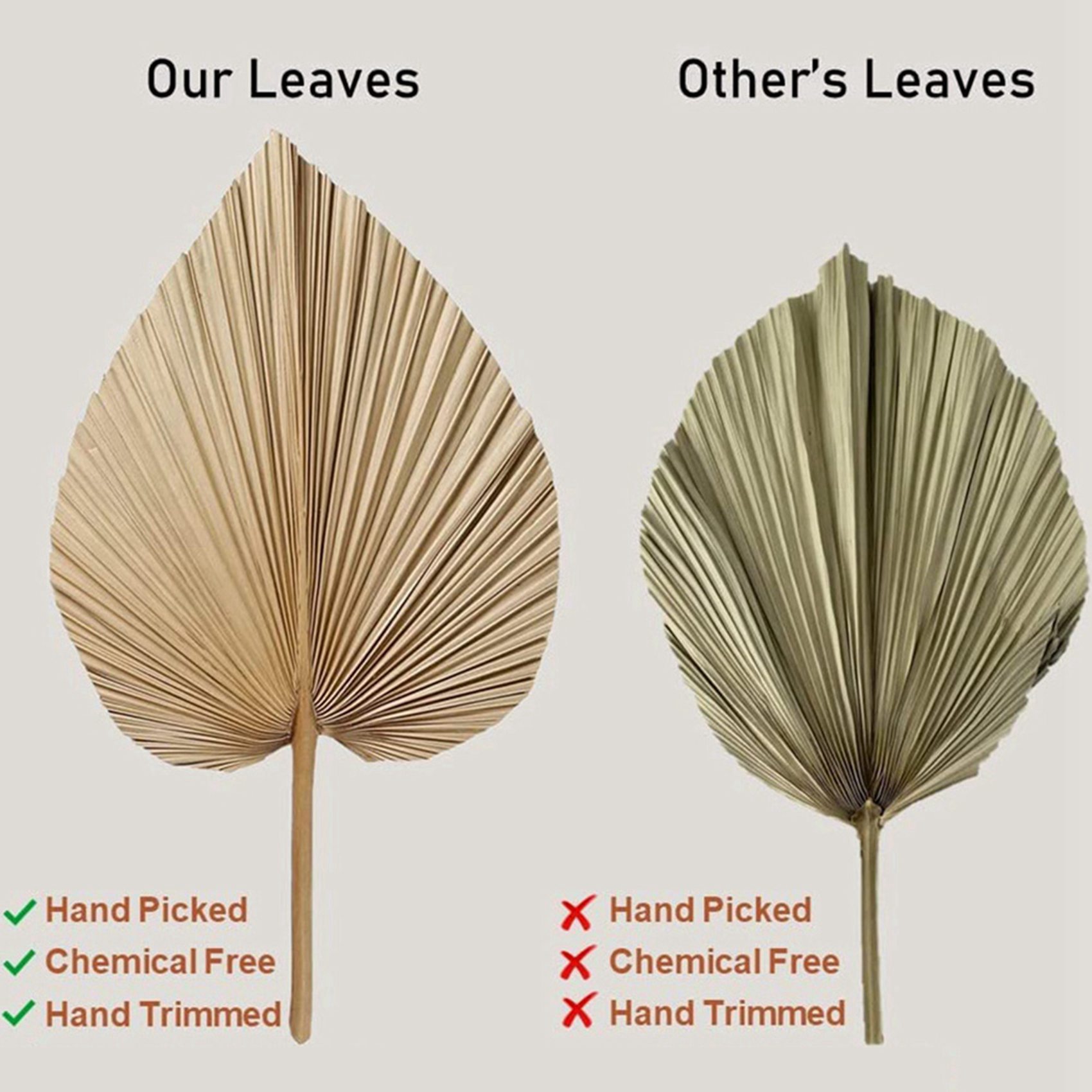 Palm Leaf Dried - 8개의 천연 건조 야자나무 잎은 야자나무