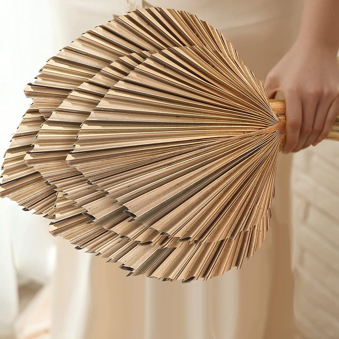 Palm Leaf Dried - 자연 건조 팜 잎 열대 건조