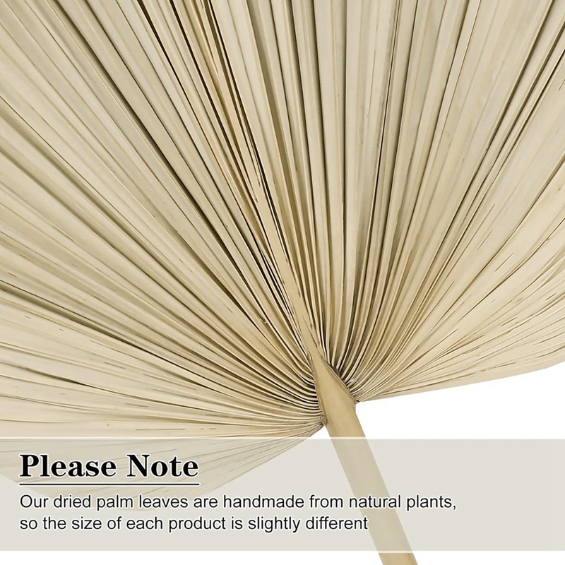 Palm Leaf Dried - 새로운 6PCS 말린 팜 잎 자연