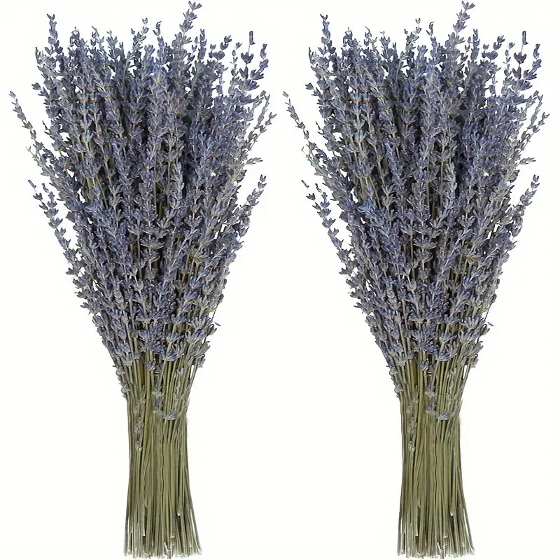 200pcs/Bunch 라벤더 말린 꽃 홈 거실 장식용 - Dried Flower Bunch 리뷰 및 가격