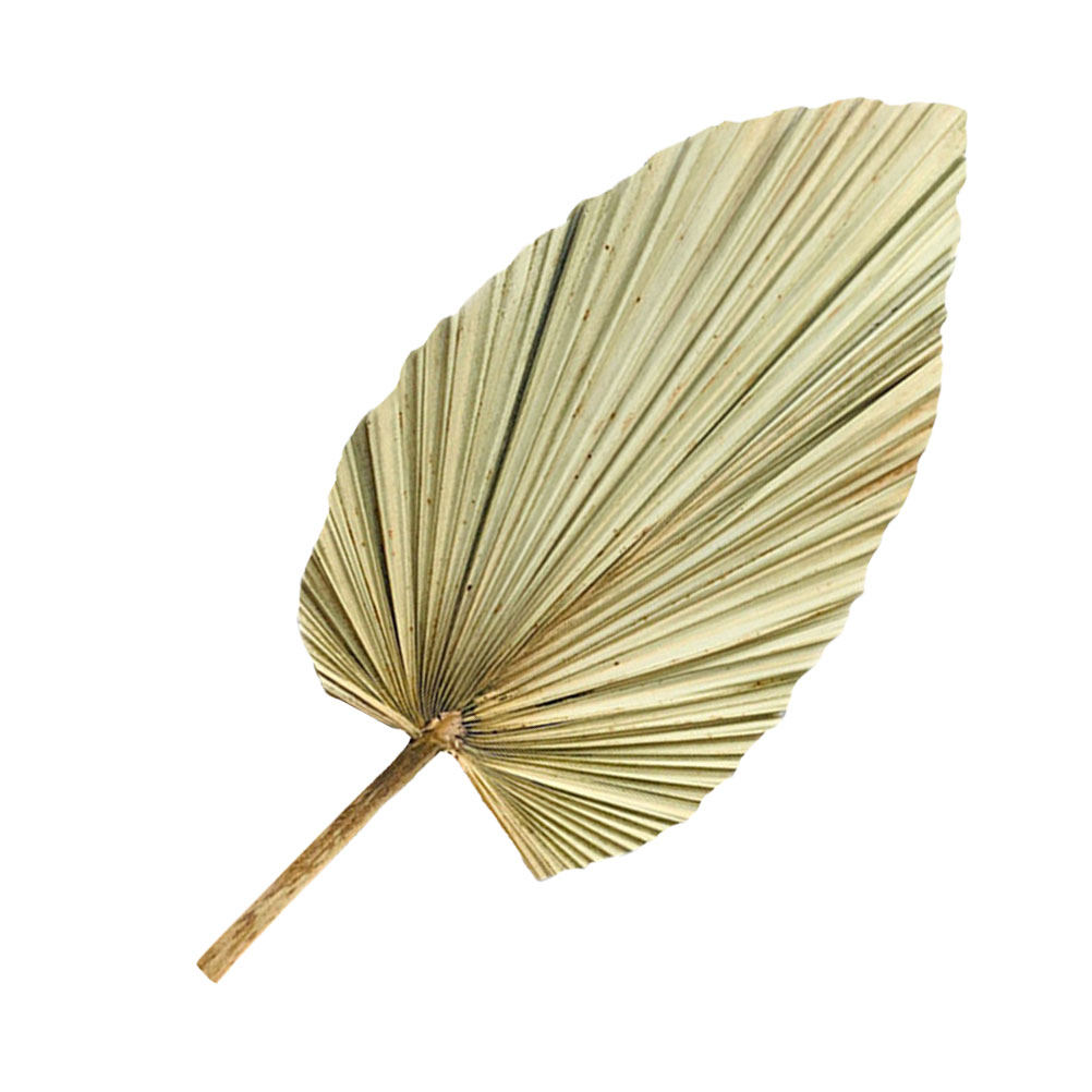 1개 천연 건조 야자수 잎 장식 올리브 색상 가벼운 웨 - Palm Leaf Dried 리뷰 및 가격