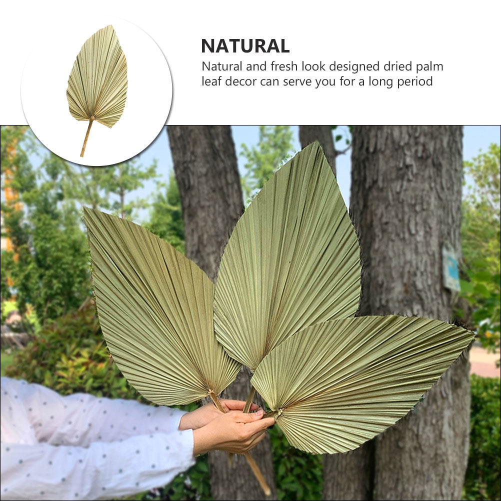 1개 천연 건조 야자수 잎 장식 올리브 색상 가벼운 웨 - Palm Leaf Dried 리뷰 및 가격