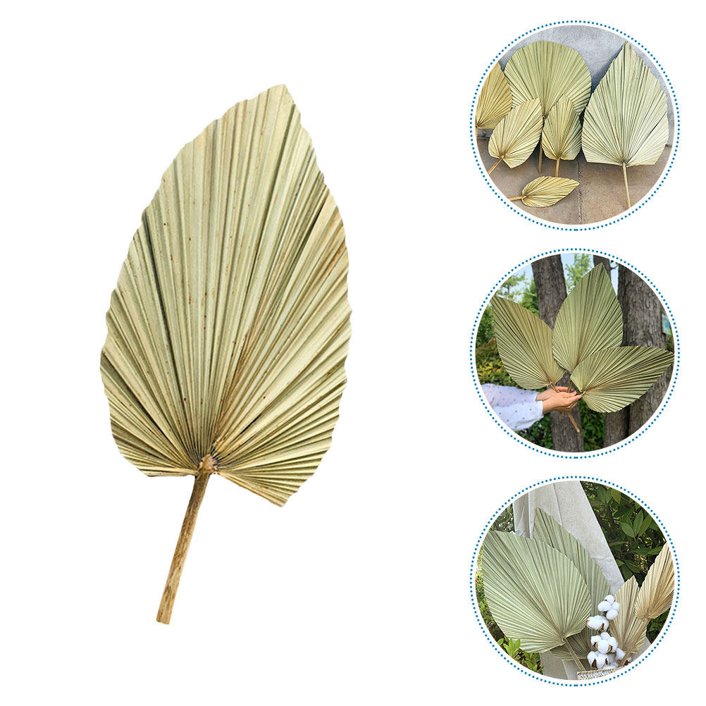 1개 천연 건조 야자수 잎 장식 올리브 색상 가벼운 웨 - Palm Leaf Dried 리뷰 및 가격