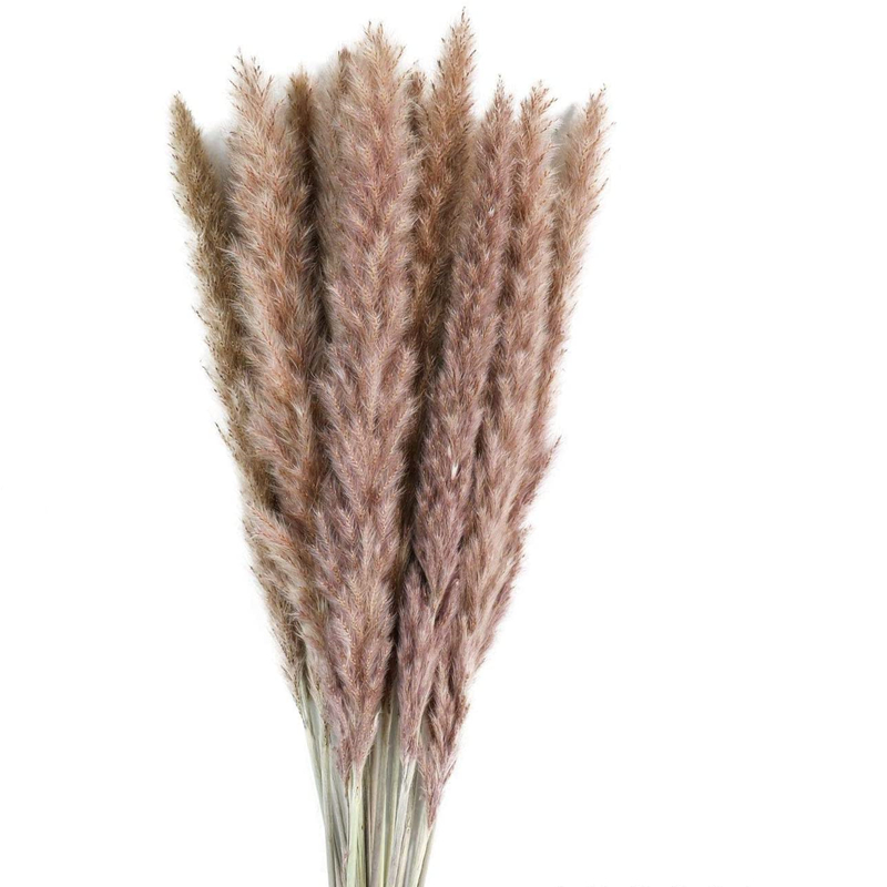30pcs Dekoration 천연 리드 Lagurus - Dried Flower Bunch 리뷰 및 가격