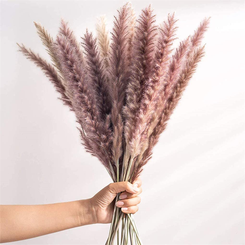 30pcs Dekoration 천연 리드 Lagurus - Dried Flower Bunch 리뷰 및 가격