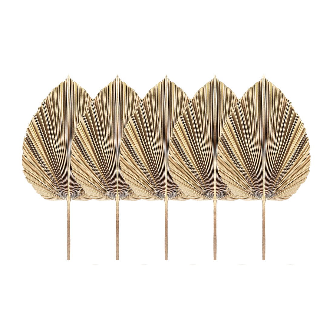 자연 건조 팜 잎 열대 건조 팜 팬, 보호 건조 잎 장 - Palm Leaf Dried 리뷰 및 가격