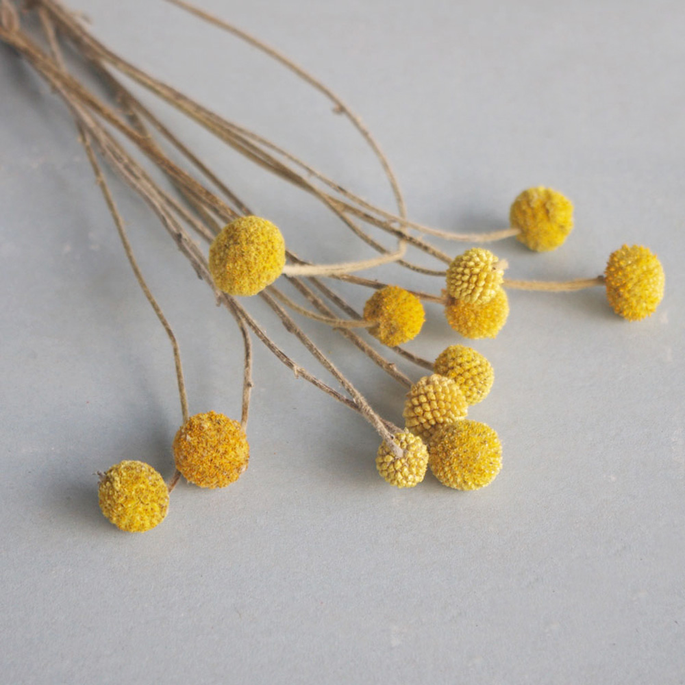 20개 천연 건조 크라스페디아 꽃 부케 황금 공 꽃 다 - Dried Flower Bunch 리뷰 및 가격
