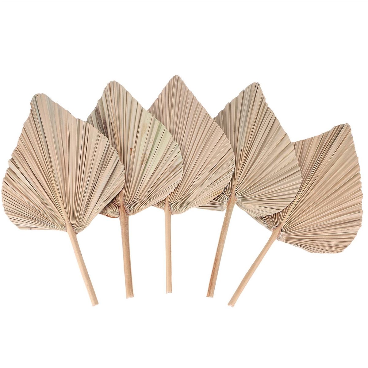 NOCM 건조 야자잎 룸 데코 5개 - 높이 18인치  - Palm Leaf Dried 리뷰 및 가격