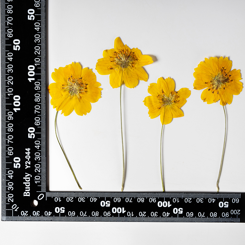 8-10cm/24개, 자연 건조된 코스모스 설퍼루스 작 - Supply For Florist 리뷰 및 가격