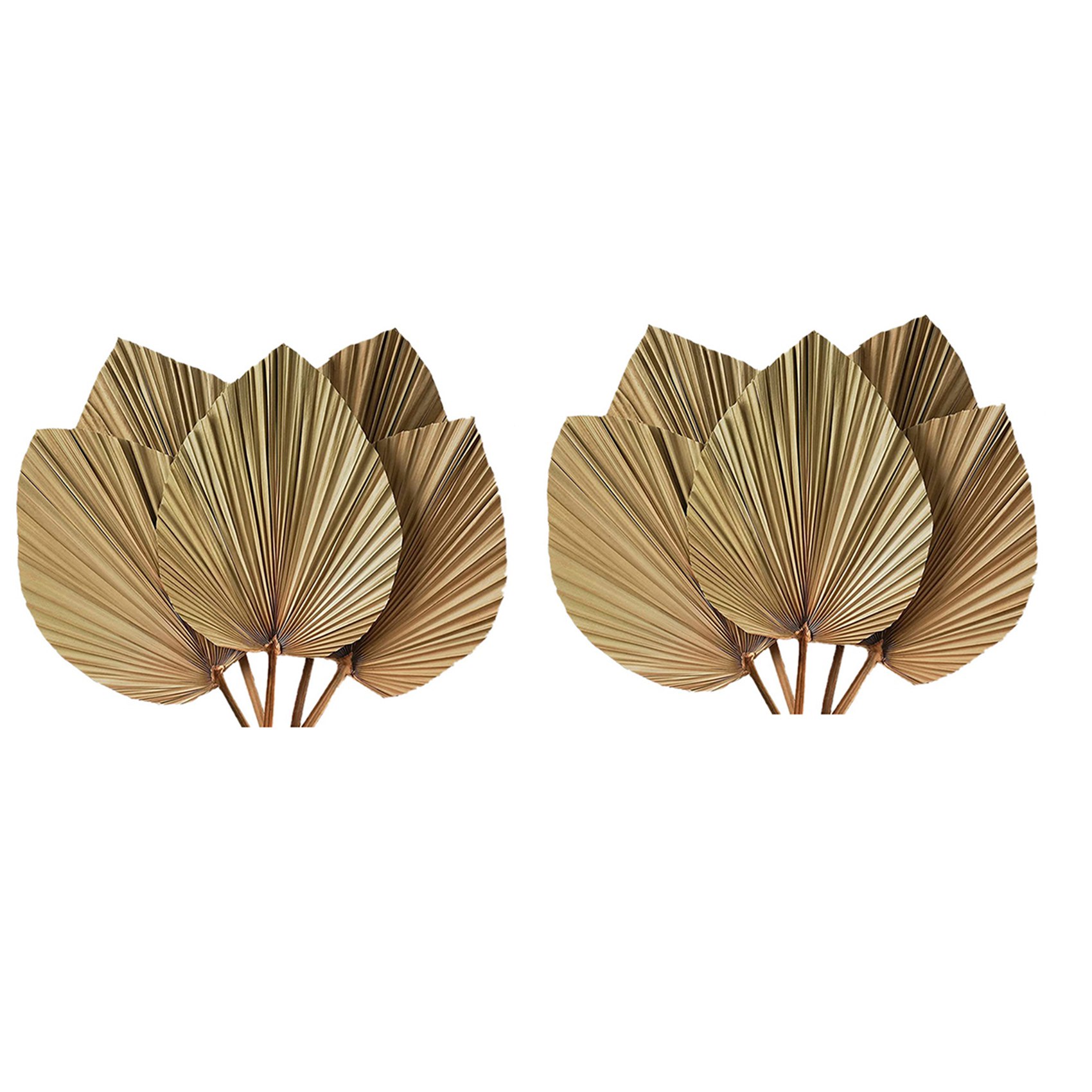 말린 야자수 잎 룸 데코 10개 - 높이 18인치 x  - Palm Leaf Dried 리뷰 및 가격
