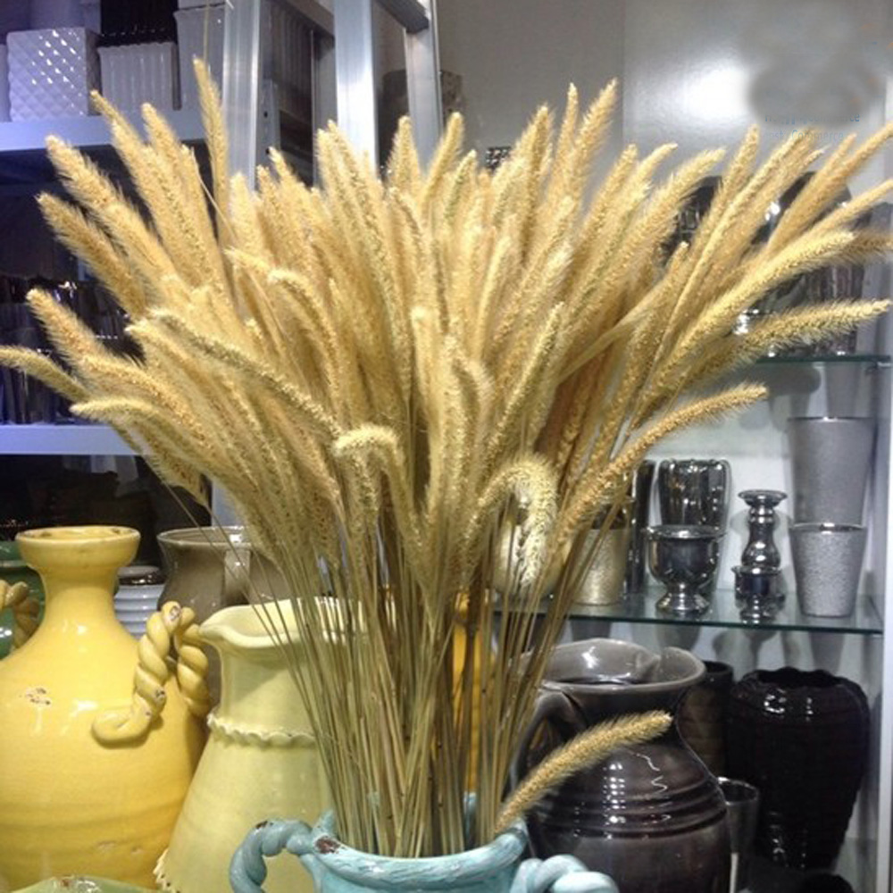 200pcs 자연 건조 Lagurus ovatus 부케 - Dried Flower Bunch 리뷰 및 가격