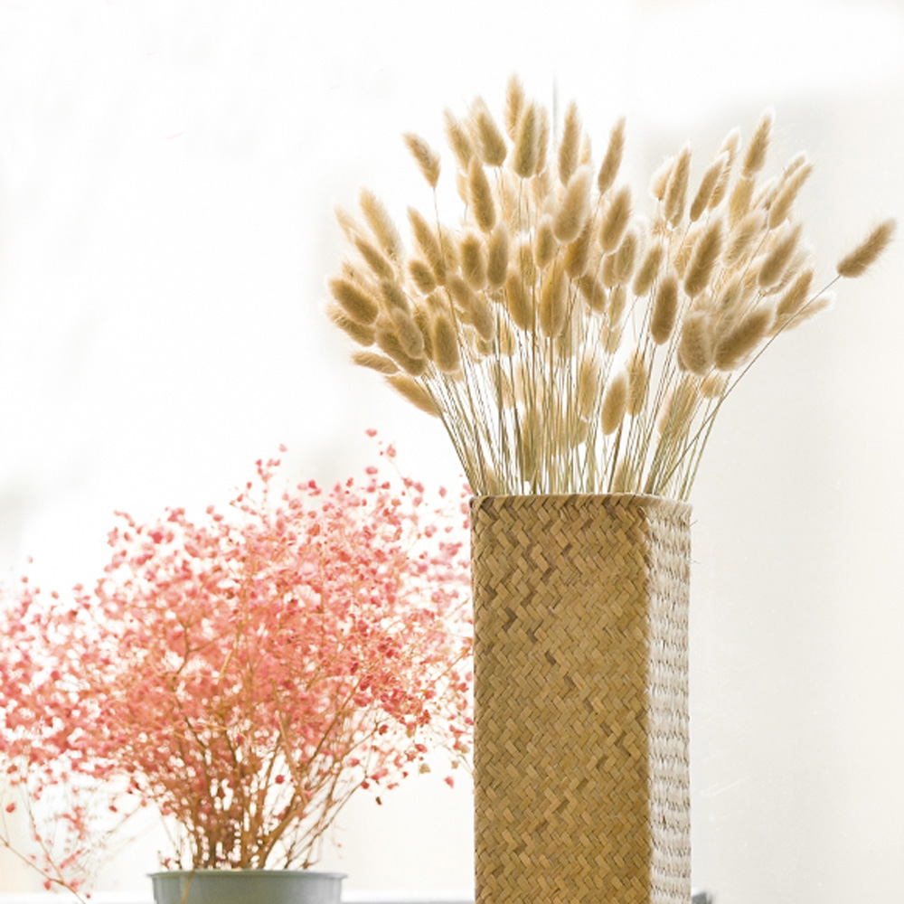 200pcs 자연 건조 Lagurus ovatus 부케 - Dried Flower Bunch 리뷰 및 가격