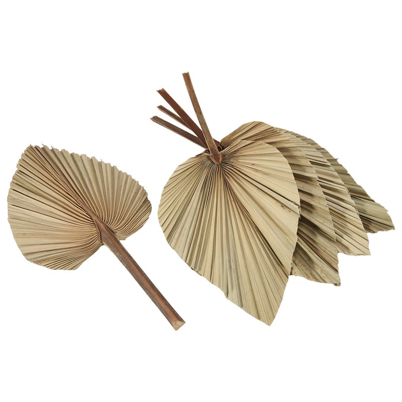 SEWS-5Pcs 천연 건조 야자나무 잎 열대 건조 야 - Palm Leaf Dried 리뷰 및 가격