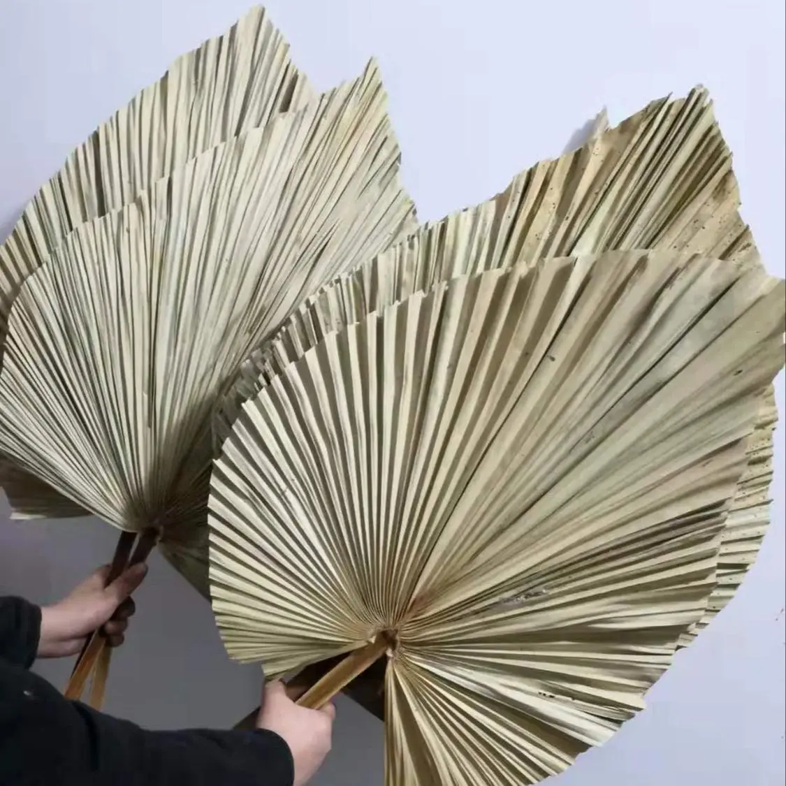 자연 건조 야자나무 잎, DIY 드라이플라워 부케, 부 - Palm Leaf Dried 리뷰 및 가격