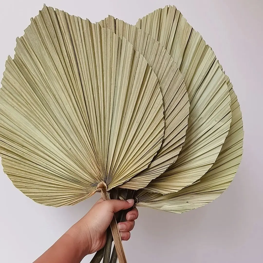 자연 건조 야자나무 잎, DIY 드라이플라워 부케, 부 - Palm Leaf Dried 리뷰 및 가격