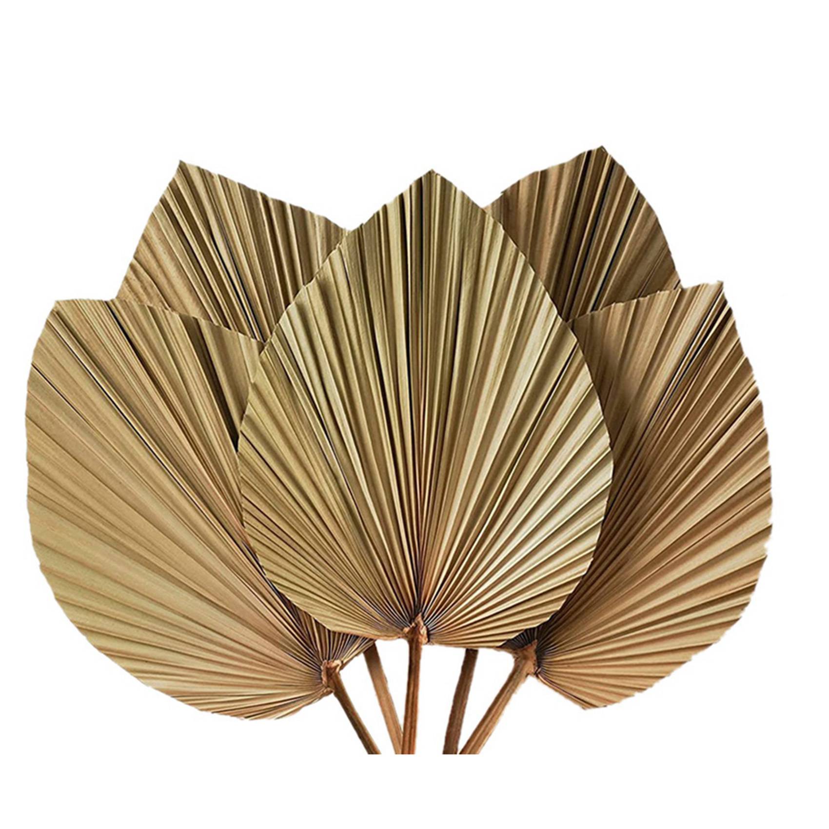 건조 야자수 잎 장식 10개 - 높이 18인치 x 너비 - Palm Leaf Dried 리뷰 및 가격